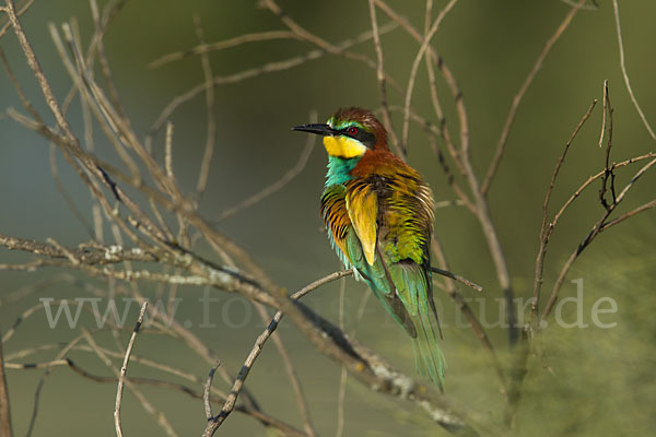 Bienenfresser (Merops apiaster)