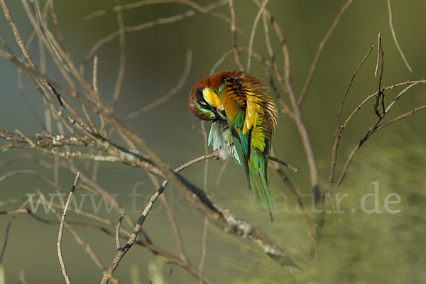 Bienenfresser (Merops apiaster)