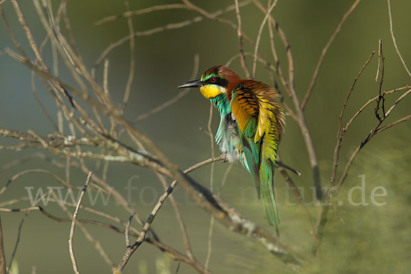 Bienenfresser (Merops apiaster)