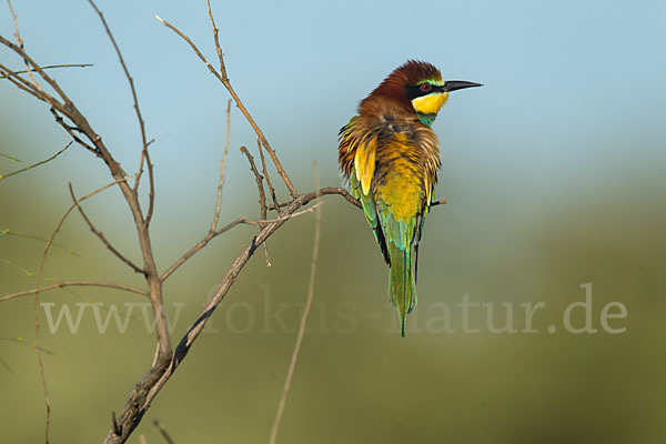 Bienenfresser (Merops apiaster)