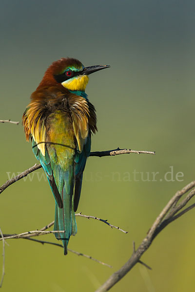 Bienenfresser (Merops apiaster)