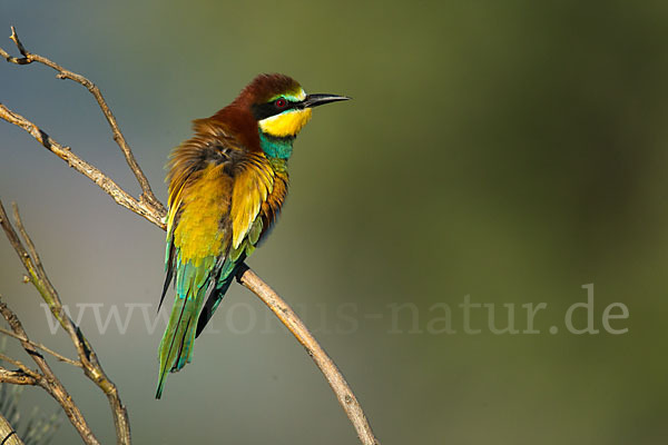 Bienenfresser (Merops apiaster)