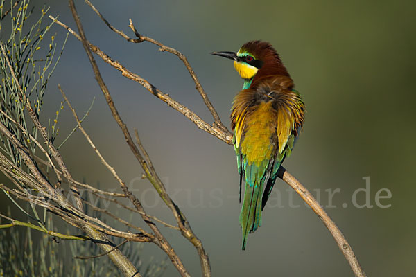 Bienenfresser (Merops apiaster)