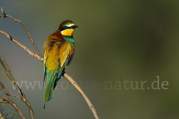 Bienenfresser (Merops apiaster)