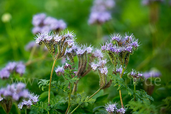 Bienenfreund (Phacelia)