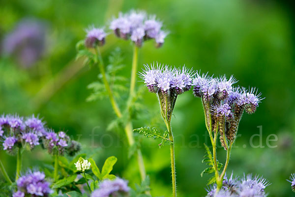 Bienenfreund (Phacelia)