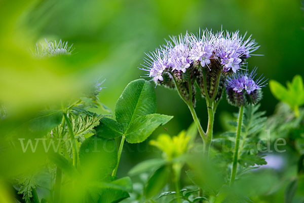 Bienenfreund (Phacelia)