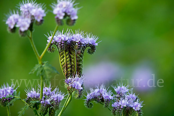 Bienenfreund (Phacelia)