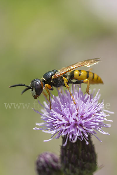 Bienenwolf (Philanthus triangulum)