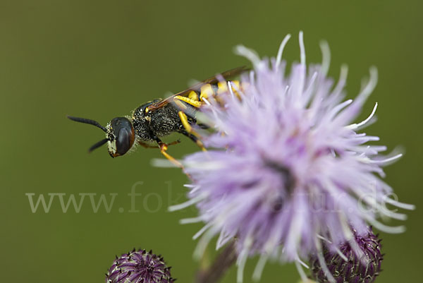 Bienenwolf (Philanthus triangulum)