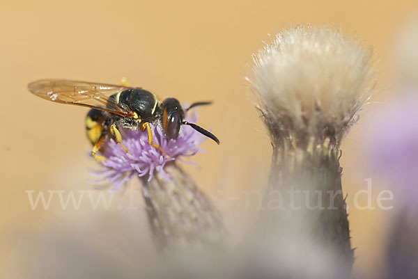 Bienenwolf (Philanthus triangulum)