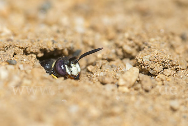 Bienenwolf (Philanthus triangulum)