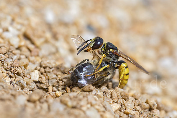 Bienenwolf (Philanthus triangulum)