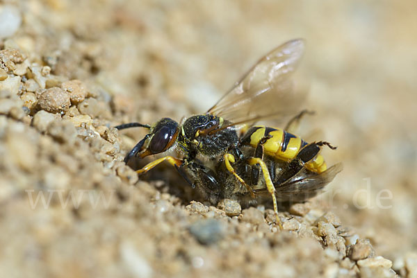 Bienenwolf (Philanthus triangulum)