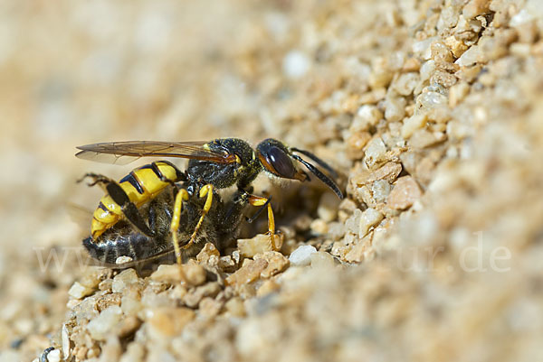 Bienenwolf (Philanthus triangulum)