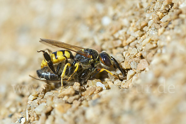 Bienenwolf (Philanthus triangulum)