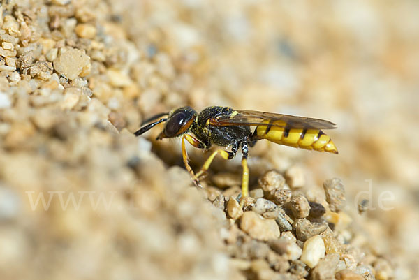 Bienenwolf (Philanthus triangulum)