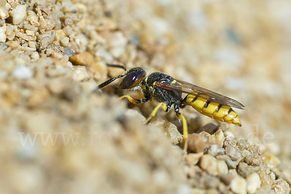 Bienenwolf (Philanthus triangulum)