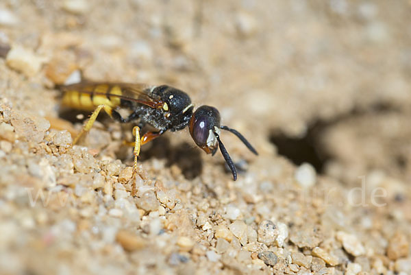 Bienenwolf (Philanthus triangulum)