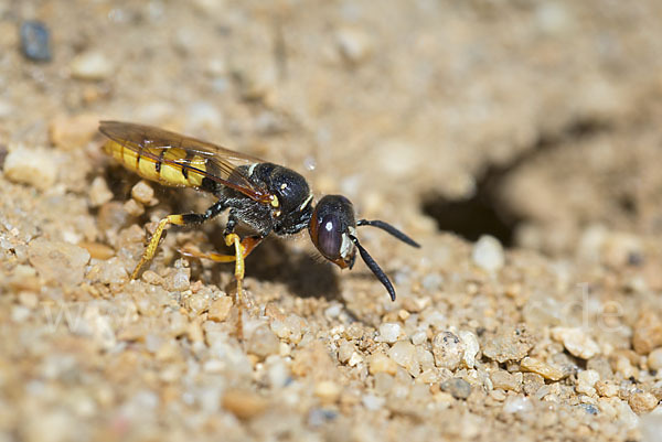 Bienenwolf (Philanthus triangulum)