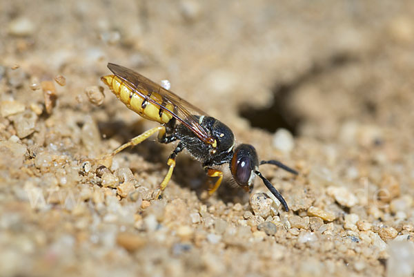 Bienenwolf (Philanthus triangulum)