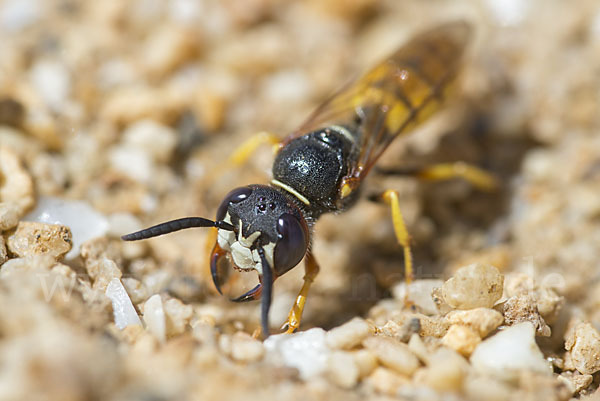 Bienenwolf (Philanthus triangulum)