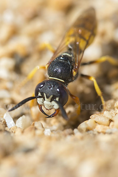 Bienenwolf (Philanthus triangulum)