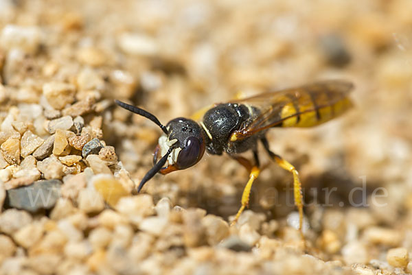 Bienenwolf (Philanthus triangulum)