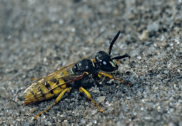 Bienenwolf (Philanthus triangulum)