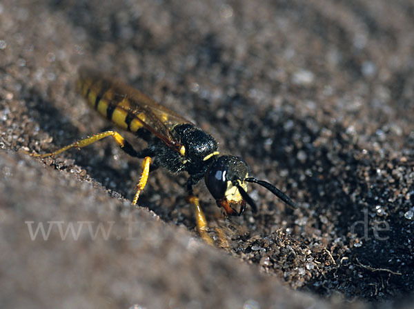 Bienenwolf (Philanthus triangulum)