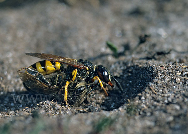 Bienenwolf (Philanthus triangulum)