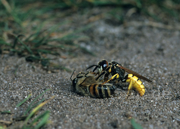 Bienenwolf (Philanthus triangulum)