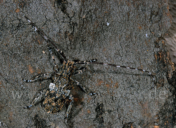 Binden-Augenbock (Mesosa nebulosa)