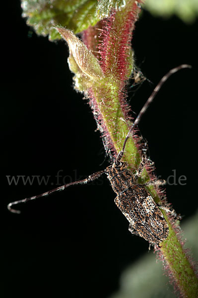 Binden-Augenbock (Mesosa nebulosa)