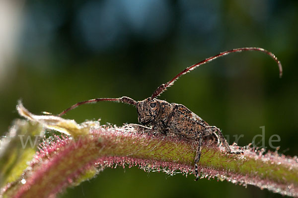 Binden-Augenbock (Mesosa nebulosa)