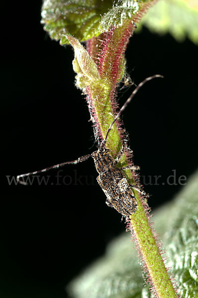 Binden-Augenbock (Mesosa nebulosa)