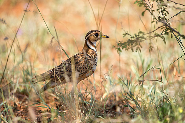 Bindenrennvogel (Rhinoptilus cinctus)