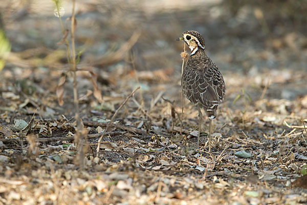 Bindenrennvogel (Rhinoptilus cinctus)