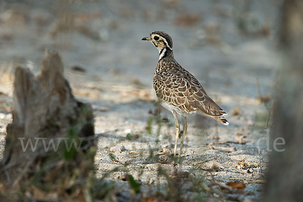 Bindenrennvogel (Rhinoptilus cinctus)