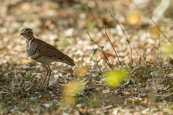 Bindenrennvogel (Rhinoptilus cinctus)