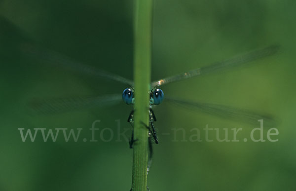 Binsenjungfer (Lestes spec.)