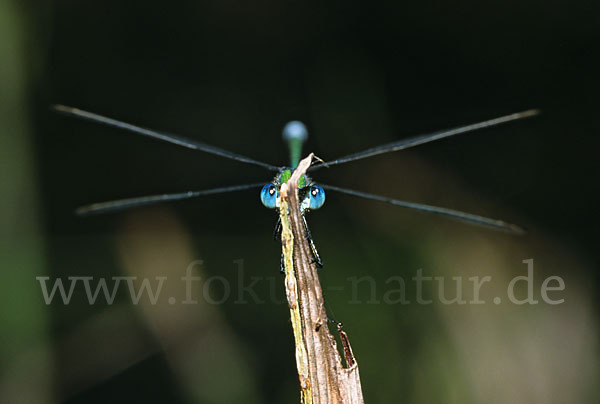 Binsenjungfer (Lestes spec.)