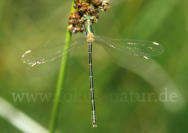 Binsenjungfer (Lestes spec.)