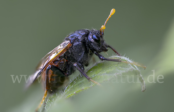 Birken-Keulenhornblattwespe (Cimbex femorata)