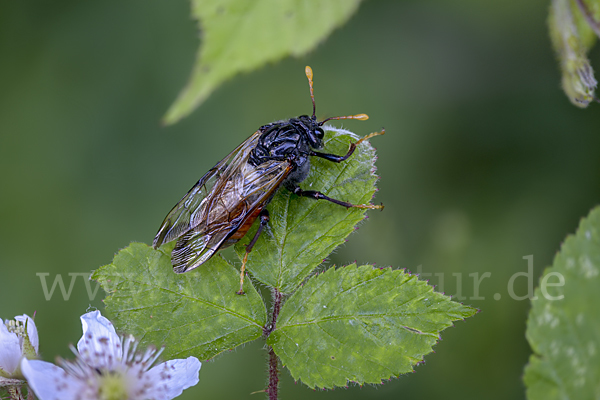 Birken-Keulenhornblattwespe (Cimbex femorata)