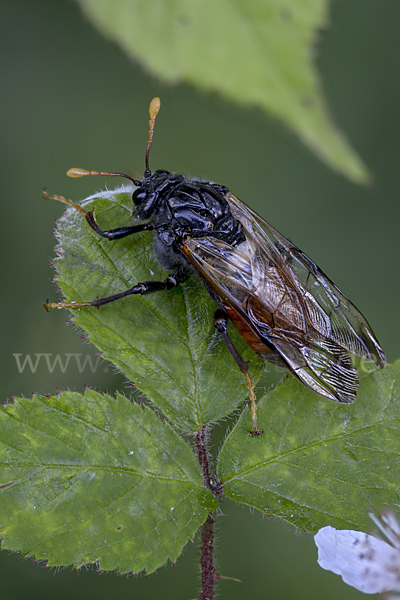 Birken-Keulenhornblattwespe (Cimbex femorata)