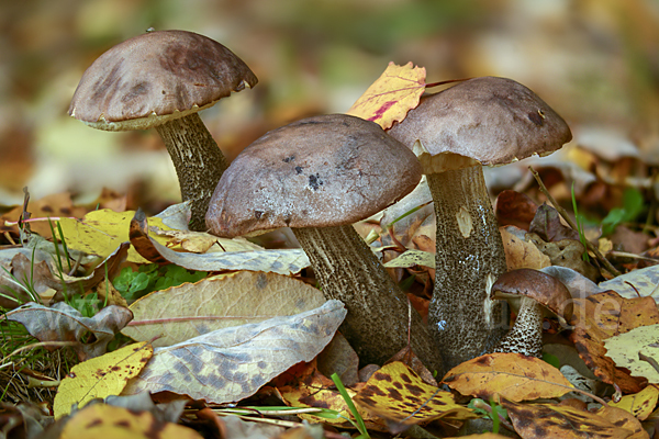 Birkenpilz (Leccinum scabrum)