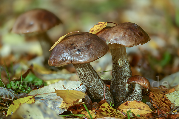 Birkenpilz (Leccinum scabrum)