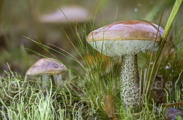 Birkenpilz (Leccinum scabrum)