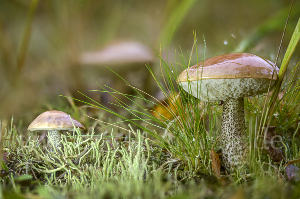 Birkenpilz (Leccinum scabrum)